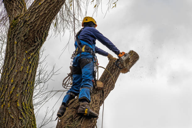 Professional Tree Service in Bethel Manor, VA